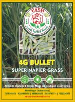 4G Bullet Napiyar Grass From Thailand