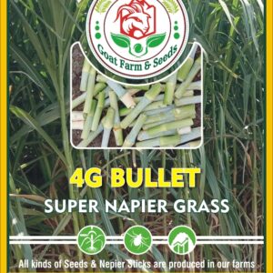 4G Bullet Napiyar Grass From Thailand