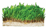 Shunya Nutri Ankurit Feed