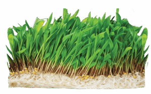 Shunya Nutri Ankurit Feed