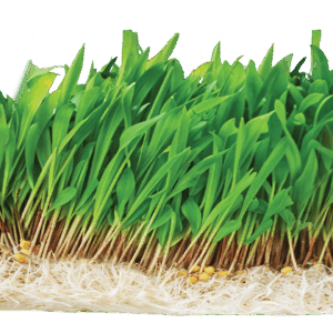 Shunya Nutri Ankurit Feed