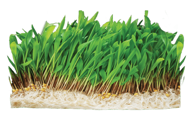 Shunya Nutri Ankurit Feed