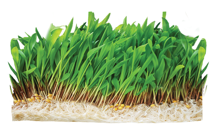 Shunya Nutri Ankurit Feed