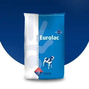 farmer feeding calf milk replacer as daily calf feed