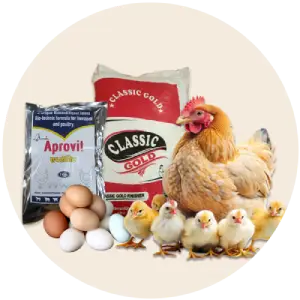 poultry chicken feed