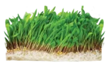 cow eating grass