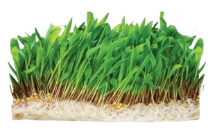 cow eating grass