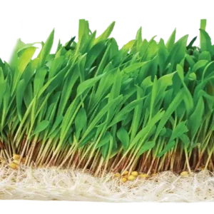 cow eating grass