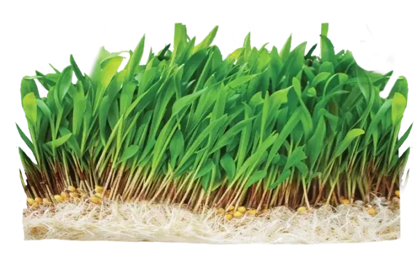 cow eating grass