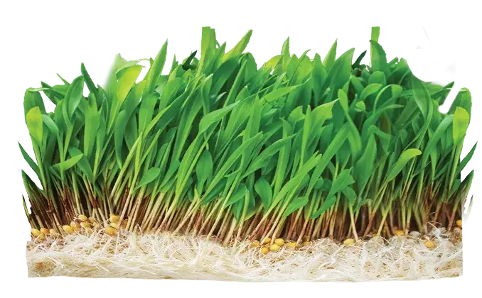 cow eating grass