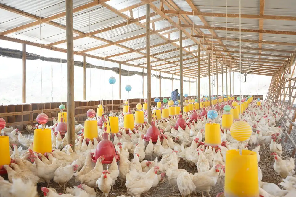 poultry farming