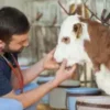 Cow-Vet-checkup