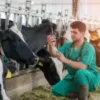Cow-Vet