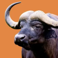 Untitled design (50)