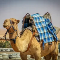 Untitled design (72)