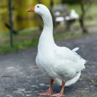 Untitled design (73)