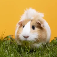 beautiful-guinea-pig-pet-portrait-scaled-qhuxb87lgiei8bp6vlgkrdkhmrtvla26phzyuc3z48