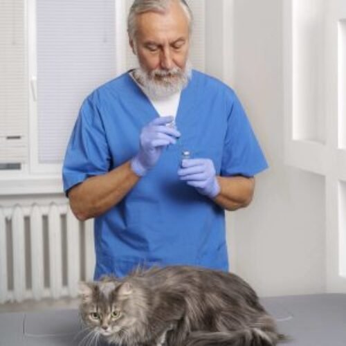 close-up-veterinary-doctor-taking-care-pet-1-compressed-scaled-qhsv3ob4jdo2ytyl1h609vjac55dzar3aybbsmahtk