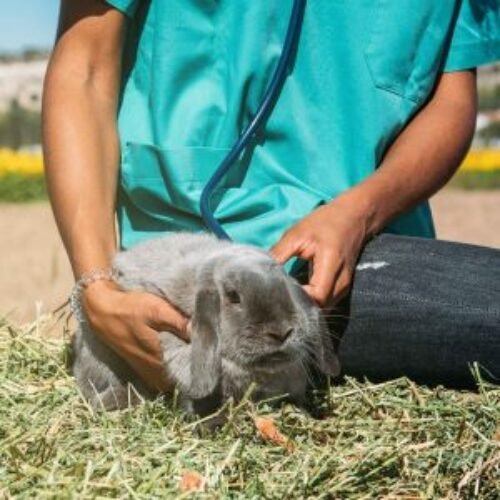 veterinarian-examining-bunny-hay-field-1-compressed-scaled-qhsv3wro8vznvbmao2tnebefolzowkooc46p43xy9k