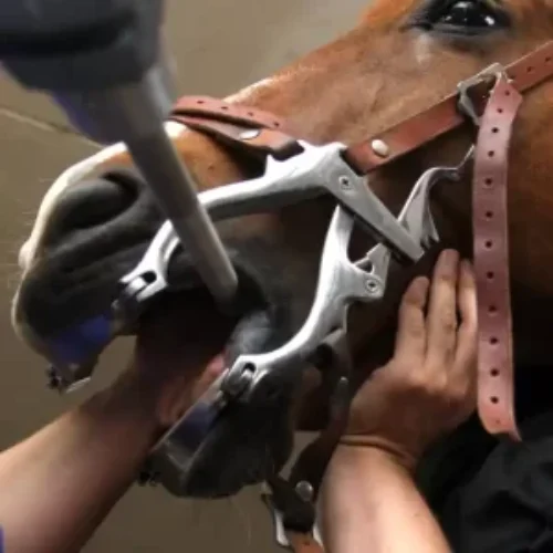 woman-protective-suit-walking-with-dog-2-4-qftkudlw215tmcrcaf9b5zf7f0iqohiy66q70uw4vs