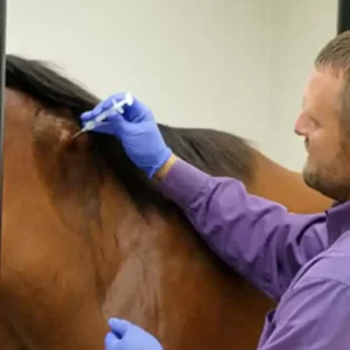 woman-protective-suit-walking-with-dog-2-5-qftlo55wh5wp9tiuhag04h0om9t6ffoy9ifq4arbug